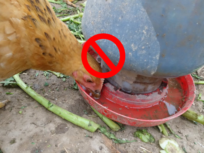 雞喝水.jpg 雞喝水.jpg