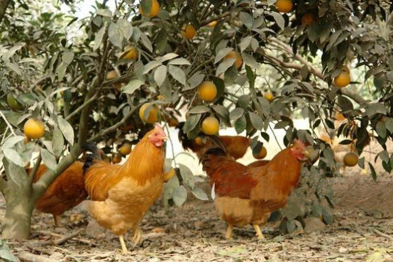 圖片1.png 圖片1.png