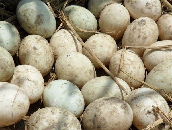 TB2zhg0oVXXXXauXXXXXXXXXXXX_!!598652638.jpg TB2zhg0oVXXXXauXXXXXXXXXXXX_!!598652638.jpg