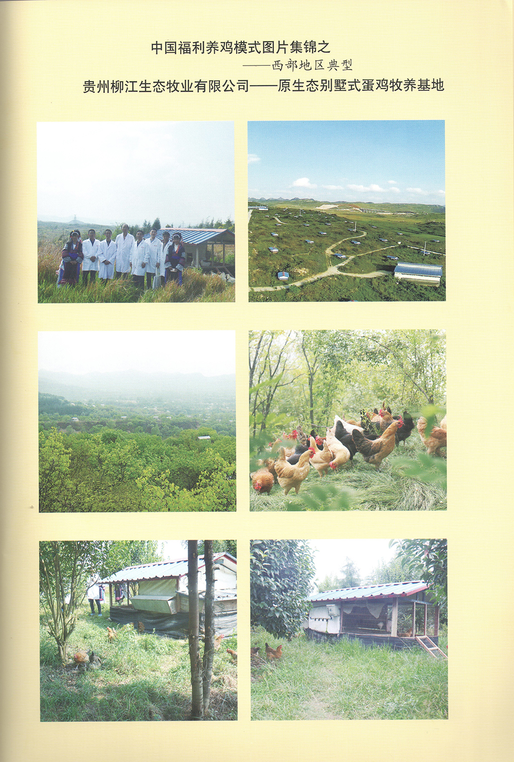 貴州柳江生態(tài)牧業(yè)有限公司-原生態(tài)別墅是蛋雞牧養(yǎng)基地122.jpg 貴州柳江生態(tài)牧業(yè)有限公司-原生態(tài)別墅是蛋雞牧養(yǎng)基地122.jpg