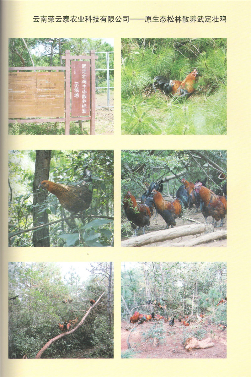 云南榮云泰-原生態(tài)松林散養(yǎng)武定壯雞.jpg 云南榮云泰-原生態(tài)松林散養(yǎng)武定壯雞.jpg