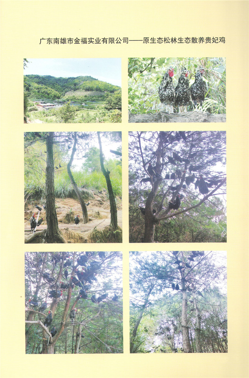 廣東南雄市金福實(shí)業(yè)--原生態(tài)松林生態(tài)散養(yǎng)貴妃雞.jpg 廣東南雄市金福實(shí)業(yè)--原生態(tài)松林生態(tài)散養(yǎng)貴妃雞.jpg