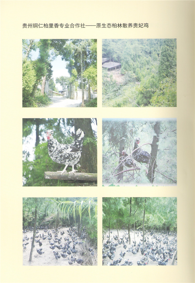 貴州銅仁柏里香-原生態(tài)柏林散養(yǎng)貴妃雞.jpg 貴州銅仁柏里香-原生態(tài)柏林散養(yǎng)貴妃雞.jpg