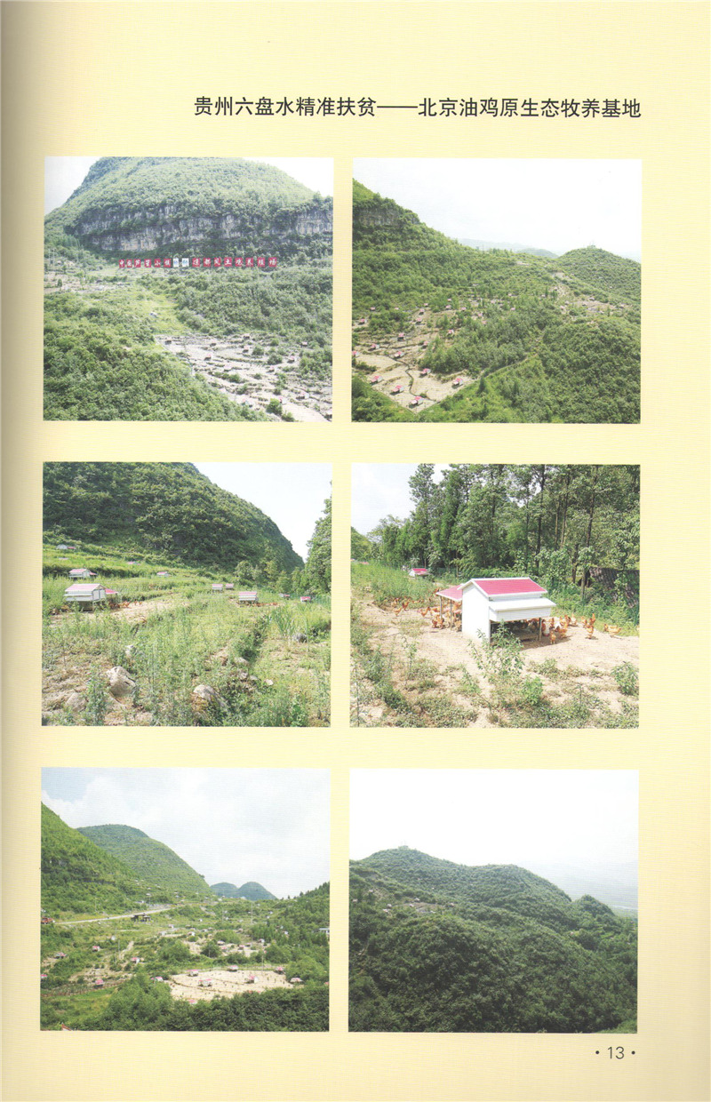 貴州六盤(pán)水--北京油雞原生態(tài)牧養(yǎng).jpg 貴州六盤(pán)水--北京油雞原生態(tài)牧養(yǎng).jpg