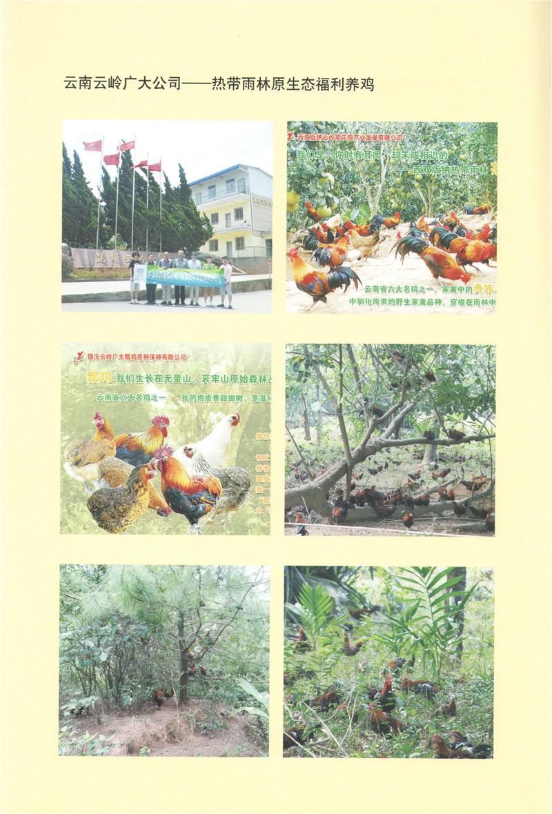 云南云嶺廣大公司-熱帶雨林原生態(tài)福利養(yǎng)雞.jpg 云南云嶺廣大公司-熱帶雨林原生態(tài)福利養(yǎng)雞.jpg