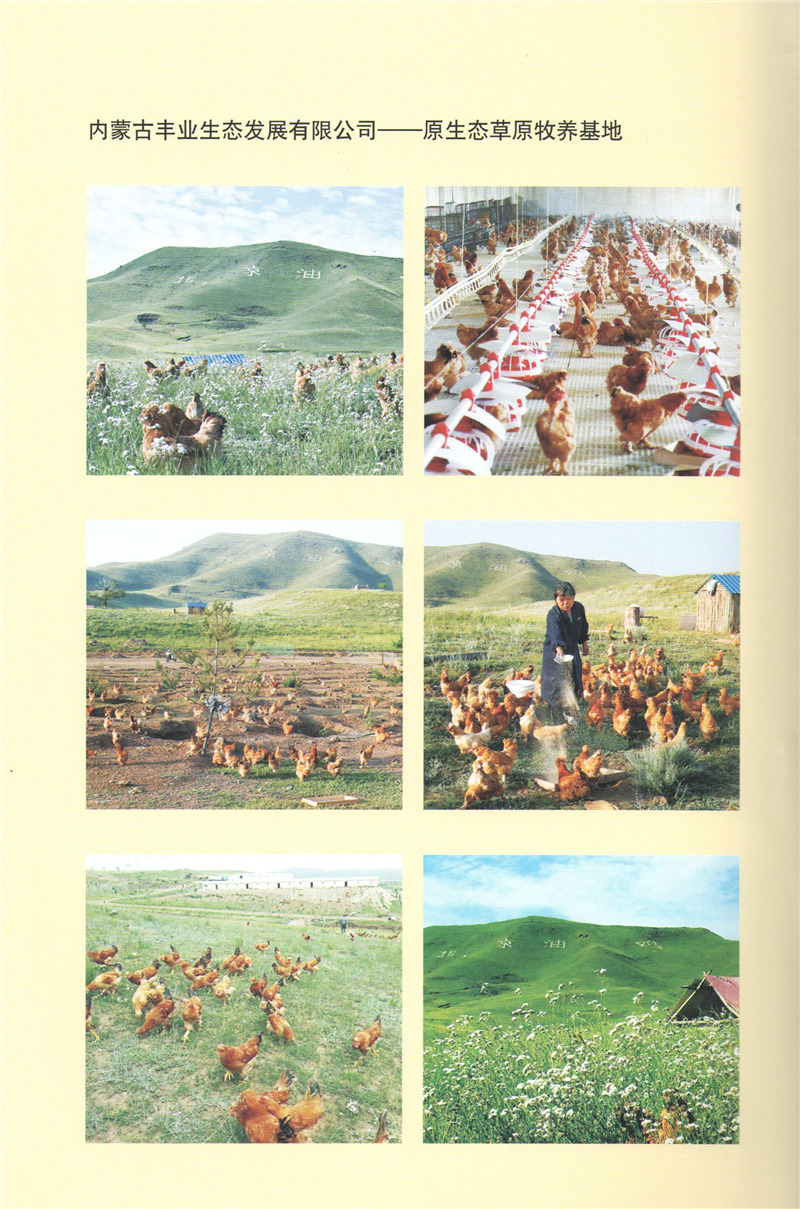 內(nèi)蒙古豐業(yè)生態(tài)-原生態(tài)草原牧養(yǎng)基地.jpg 內(nèi)蒙古豐業(yè)生態(tài)-原生態(tài)草原牧養(yǎng)基地.jpg