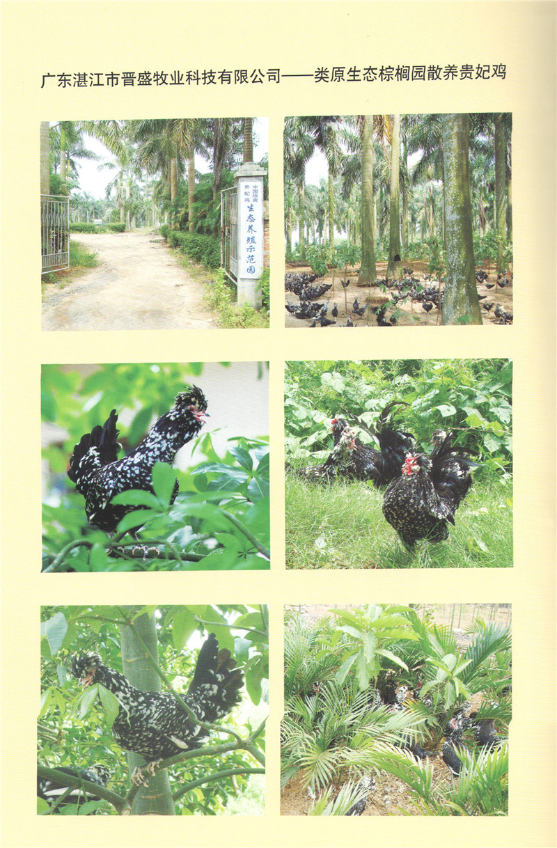 廣東湛江晉盛牧業(yè)-類(lèi)原生態(tài)棕櫚園散養(yǎng)貴妃雞.jpg 廣東湛江晉盛牧業(yè)-類(lèi)原生態(tài)棕櫚園散養(yǎng)貴妃雞.jpg