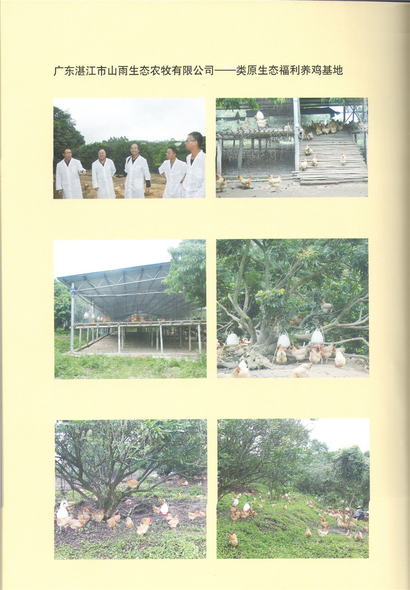 廣東湛江山雨生態(tài)-類(lèi)原生態(tài)福利養(yǎng)雞基地.jpg 廣東湛江山雨生態(tài)-類(lèi)原生態(tài)福利養(yǎng)雞基地.jpg