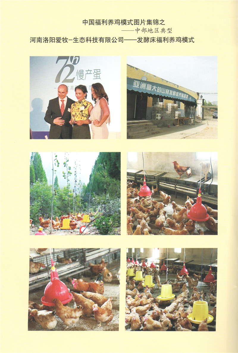 河南洛陽(yáng)愛(ài)牧一生態(tài)--發(fā)酵床福利養(yǎng)雞模式.jpg 河南洛陽(yáng)愛(ài)牧一生態(tài)--發(fā)酵床福利養(yǎng)雞模式.jpg