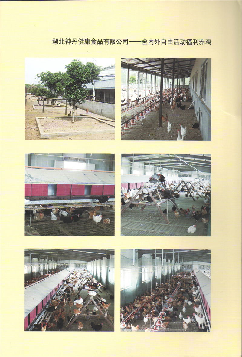 湖北神丹--舍內(nèi)外自由活動(dòng)福利養(yǎng)雞.jpg 湖北神丹--舍內(nèi)外自由活動(dòng)福利養(yǎng)雞.jpg
