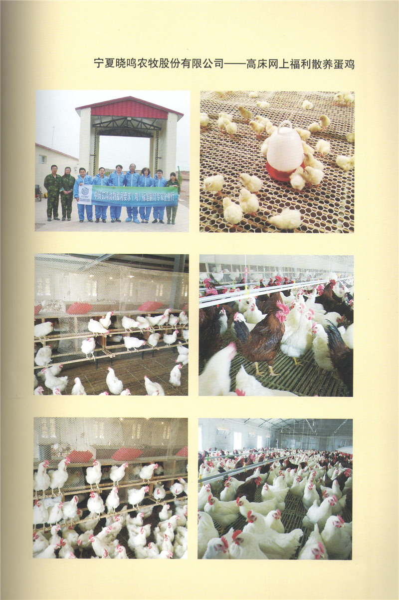 寧夏曉鳴農(nóng)牧股份-高床網(wǎng)上福利散養(yǎng)蛋雞.jpg 寧夏曉鳴農(nóng)牧股份-高床網(wǎng)上福利散養(yǎng)蛋雞.jpg