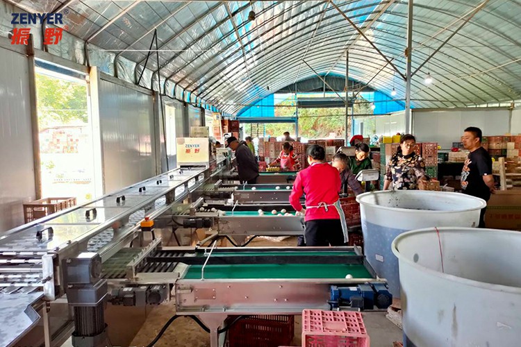 皮帶收蛋.jpg 皮帶收蛋.jpg