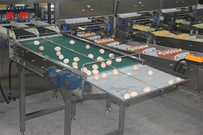 皮帶收蛋.jpg 皮帶收蛋.jpg